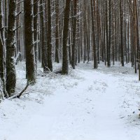 Замело тропинки :: Юрий. Шмаков