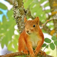 мелюзга.... :: Andrey Bragin 