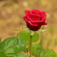 Весенняя :: Светлана 