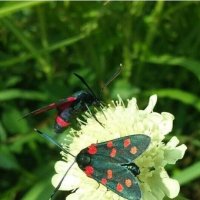 Жучки разного вида :: Слава Коломойцев