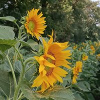 Подсолнухи в поле цветут :: Слава Коломойцев