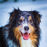 "Фантом", снежный пес :: Артём Евтюхов