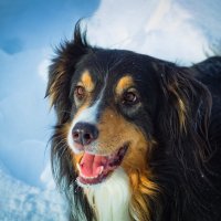 и пес, и мороз, и солнце... :: Артём Евтюхов