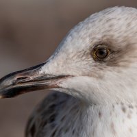 Портрет на морском берегу :: Владимир Лазарев