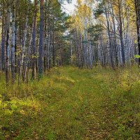 Осенний лес :: Владимир Кириченко