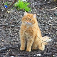 Котик :: Александр Щеклеин