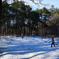 Ростов-на-Дону. На развилке дорог Соснового бора в феврале. :: Пётр Чернега