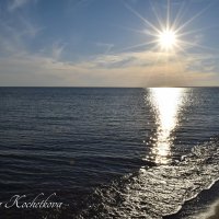 Природа Крыма :: Amazing Cosmea