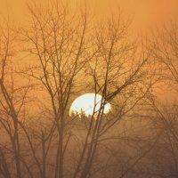 Холодный туманный рассвет :: Сергей Шаврин