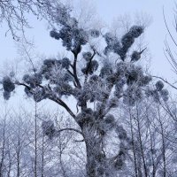 Морозное дыхание зимы :: Рита Симонова
