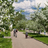 Цветение мелкоплодных северных яблонь в Ухте в июне. Это чудо для Крайнего Севера! :: Николай Зиновьев