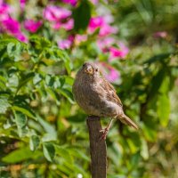 Любопытный ухтинский воробей) :: Николай Зиновьев