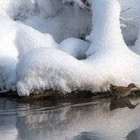 Водяной пастушок. :: Владимир Безбородов