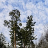 Три сосны :: Oleg S Три сосны :: Oleg S