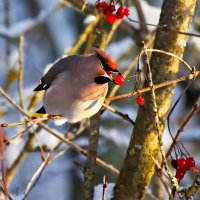 Свиристель :: Laryan1 