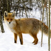 Рыжая :: Валерий Черняк