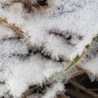 Изморозь (продолжение) :: Мария К. Изморозь (продолжение) :: Мария К.