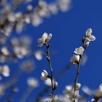 Весна торопится в гости. Февраль, Крым :: Светлана Тихонина