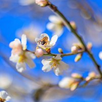 Весна торопится в гости. Февраль, Крым :: Светлана Тихонина