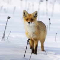 *** :: Валерий Черняк