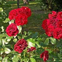 Защитники Отечества, с Праздником вас ! :: VasiLina *