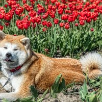 Сторож тюльпанов. :: Владимир Самсонов