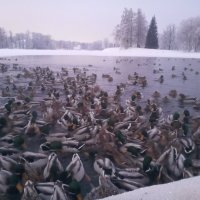 Утки :: Сапсан 