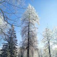 Зима :: Сапсан 