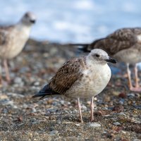 На морском берегу. Чайки. :: Владимир Лазарев