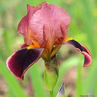 они на радость нам даны :: Олег Лукьянов они на радость нам даны :: Олег Лукьянов