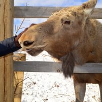 Лосёнок :: Татьяна Лютаева