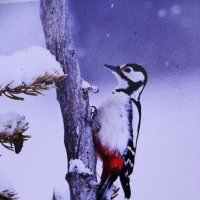 Лесной санитар :: Людмила Смородинская