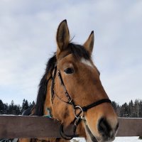 Руслан. :: Ольга 