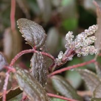 Замёрзшие соцветия :: Мариша Замёрзшие соцветия :: Мариша
