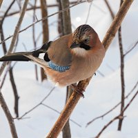 Сойка :: Лина 