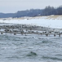 Чайки. :: Валерия Комова Чайки. :: Валерия Комова