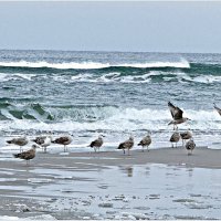 ******** :: Валерия Комова