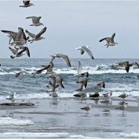 Балтийские чайки. :: Валерия Комова