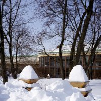 В снегу :: Лариса Корж