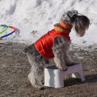 Старается :: Наталия Григорьева