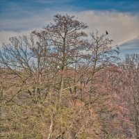 (°-°) :: Jakob Dick