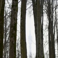 Останкинская телебашня среди деревьев. :: Наталья Вязигина