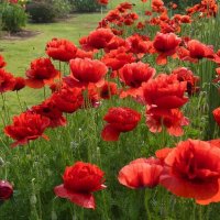 ЦВЕТЫ :: МАРИЯ ПОПОВА