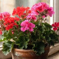 ЦВЕТЫ :: МАРИЯ ПОПОВА