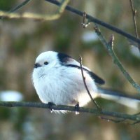 ополовник :: gawrilа - dan