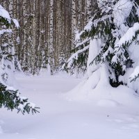 Февральский лес :: Сергей Ц