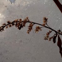 Скоро весна :: светлана льдокова