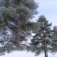 Зима :: Сапсан 