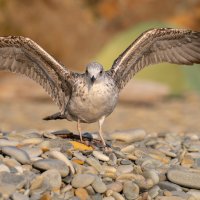 На морском берегу :: Владимир Лазарев