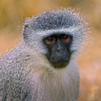 Верветка, или карликовая зелёная мартышка :: Aleksey Afonin